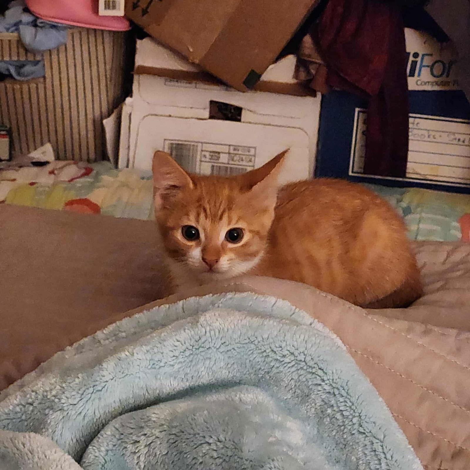 Enlarge May, a Adopted Domestic Short Hair in Charleston, SC image 2/3