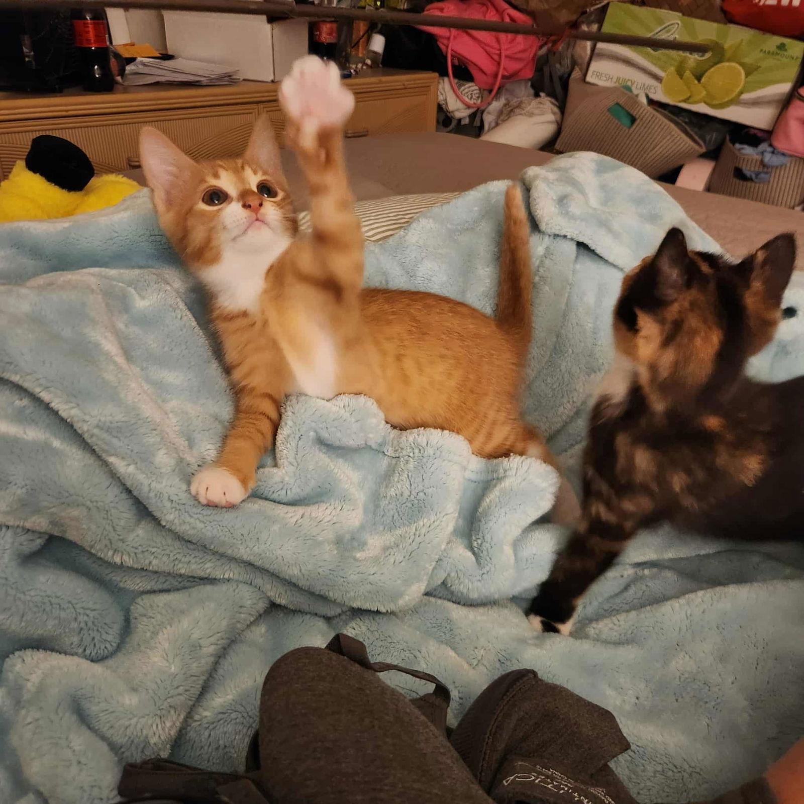 Enlarge May, a Adopted Domestic Short Hair in Charleston, SC image 3/3