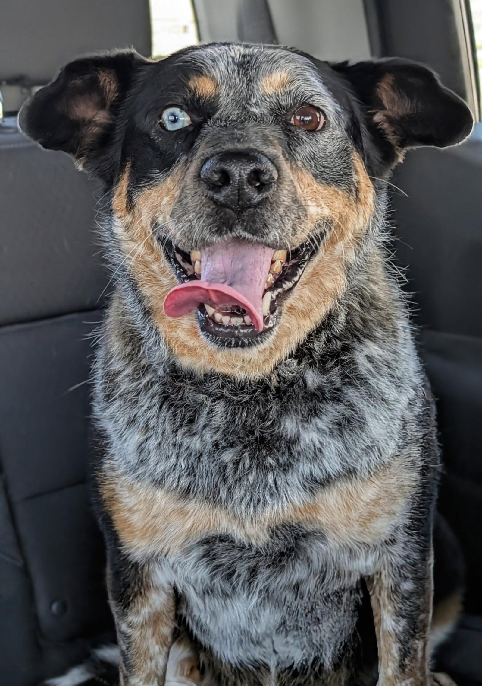 Love Lucy, Adoptable, Adult Female Border Collie & Australian Cattle Dog / Blue Heeler.