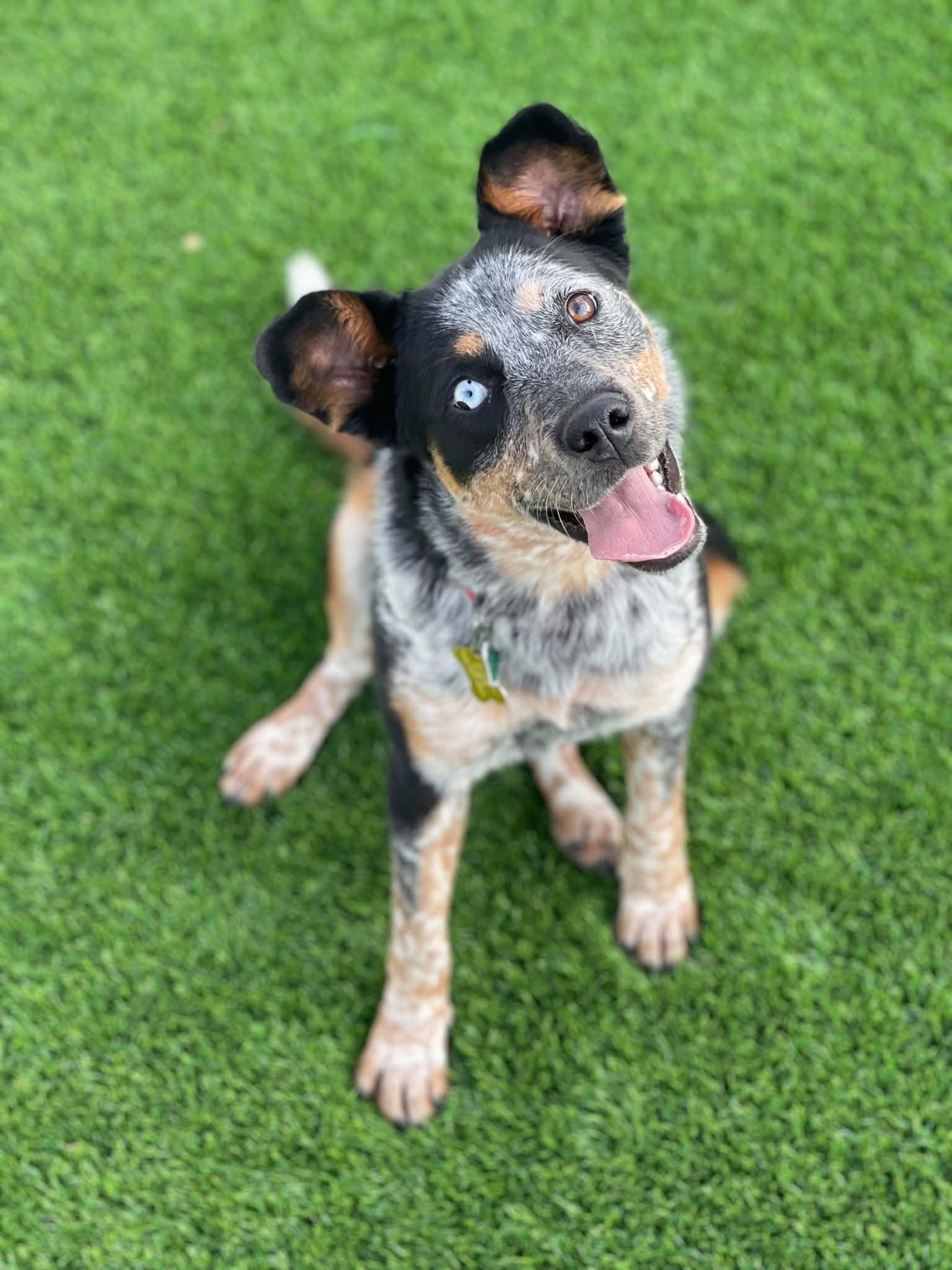 Enlarge Love Lucy, a Adoptable mixed breed in Salt Lake City, UT image 2/3