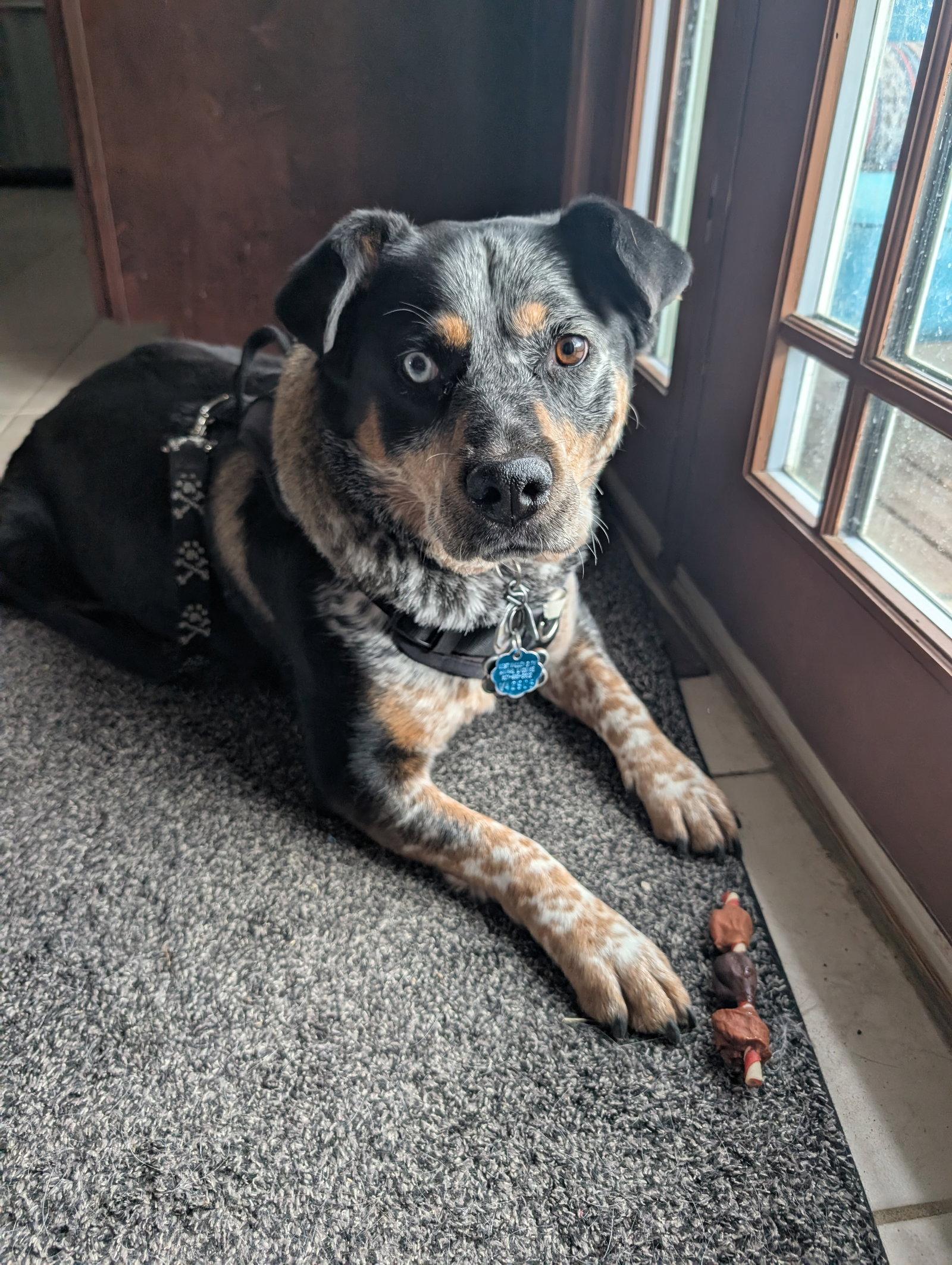 Enlarge Love Lucy, a Adoptable mixed breed in Salt Lake City, UT image 3/3