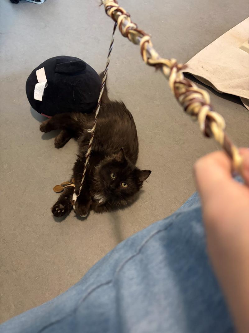 Enlarge Nic Cage the Cat, a Adoptable Domestic Long Hair in Fort Collins, CO image 1/5