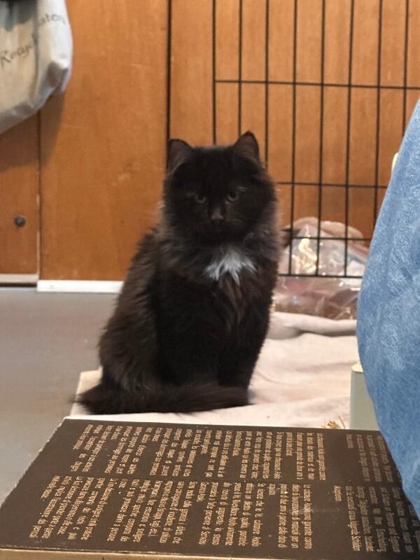 Enlarge Nic Cage the Cat, a Adoptable Domestic Long Hair in Fort Collins, CO image 2/5