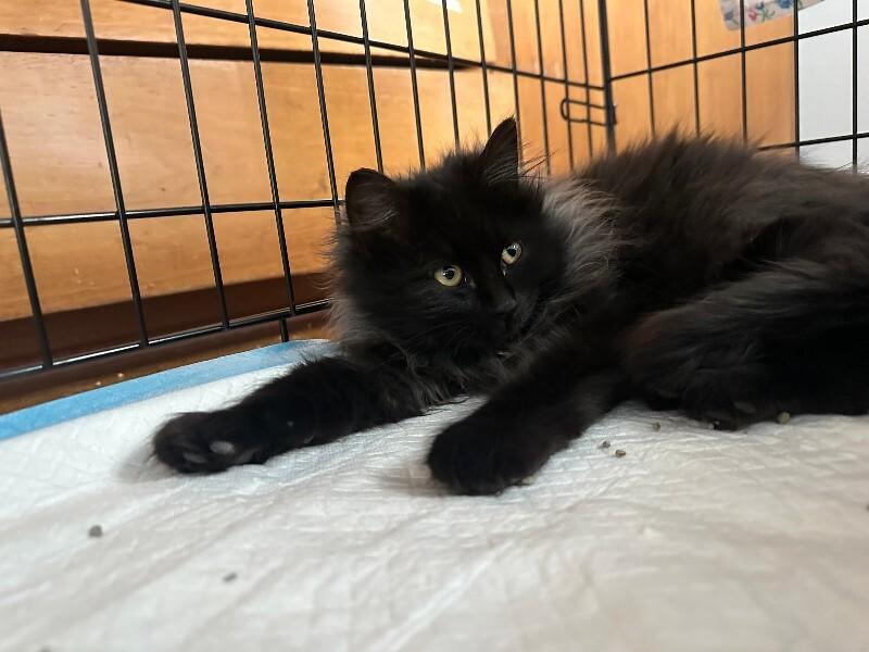 Enlarge Nic Cage the Cat, a Adoptable Domestic Long Hair in Fort Collins, CO image 3/5