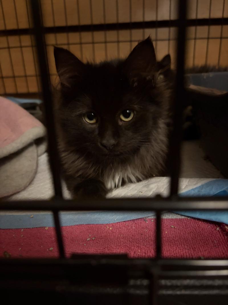 Enlarge Nic Cage the Cat, a Adoptable Domestic Long Hair in Fort Collins, CO image 4/5