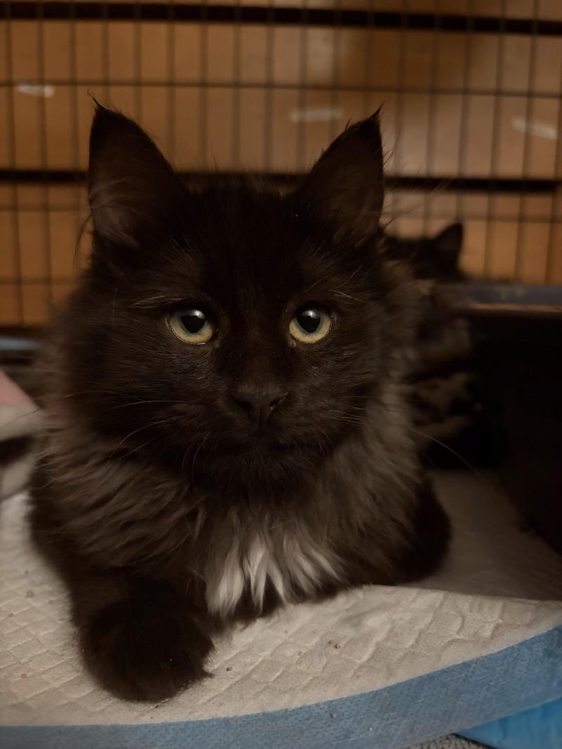 Enlarge Nic Cage the Cat, a Adoptable Domestic Long Hair in Fort Collins, CO image 5/5