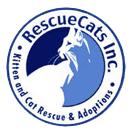 Help support our FeLV Kitties, a Adoptable mixed breed in Fayetteville, GA image 3/3