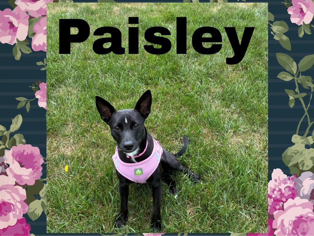 Paisley