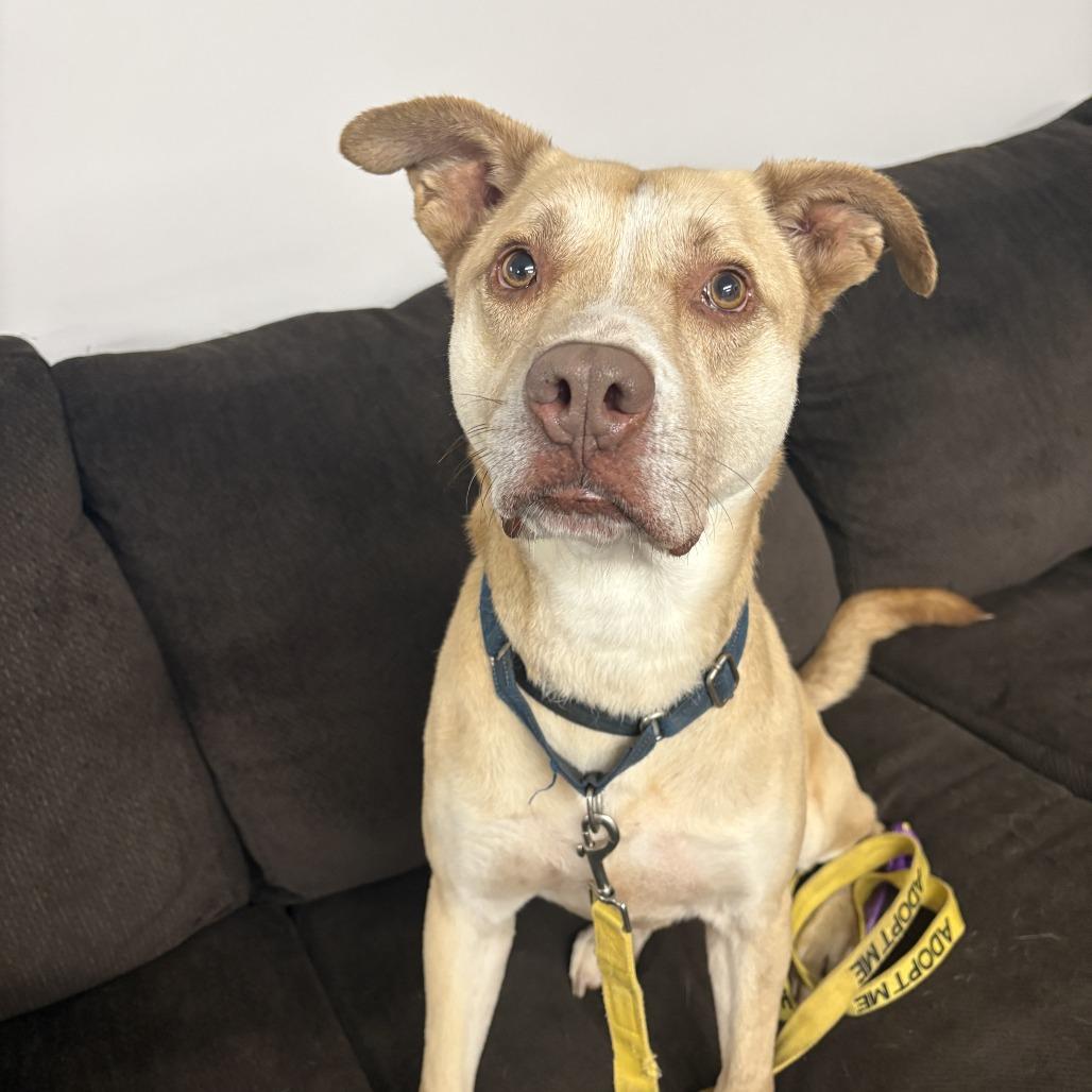 Enlarge Carl, a Adoptable mixed breed in Peachtree City, GA image 1/6