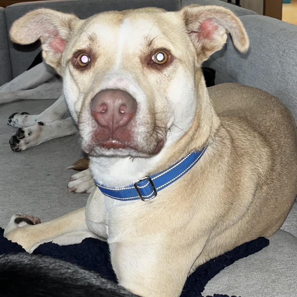 Carl, a Adoptable mixed breed in Peachtree City, GA image 1/4