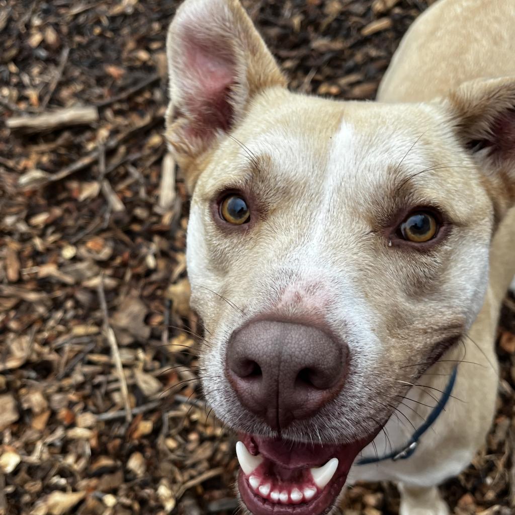 Carl, a Adoptable mixed breed in Peachtree City, GA image 2/4