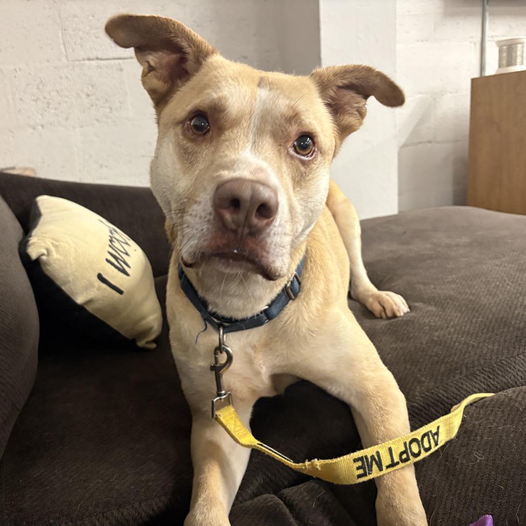 Carl, a Adoptable mixed breed in Peachtree City, GA image 3/6