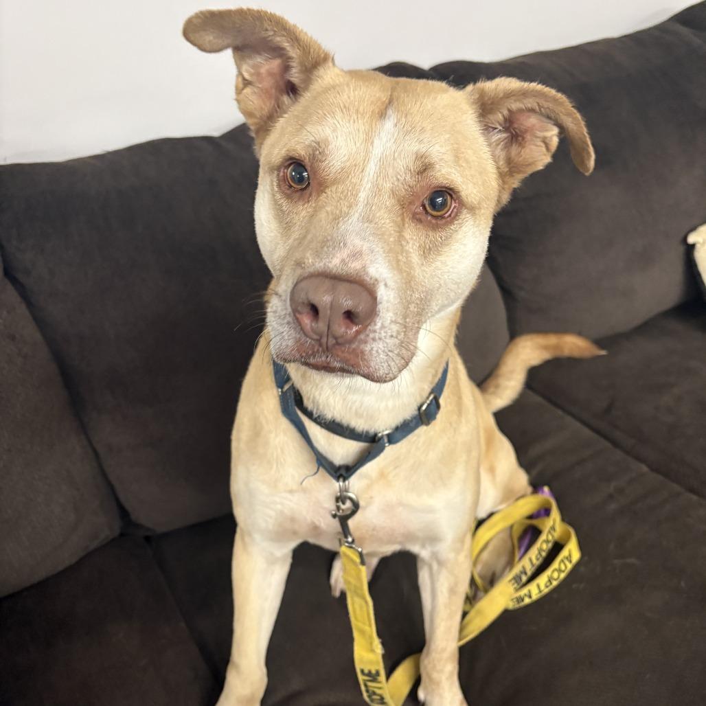 Enlarge Carl, a Adoptable mixed breed in Peachtree City, GA image 4/6