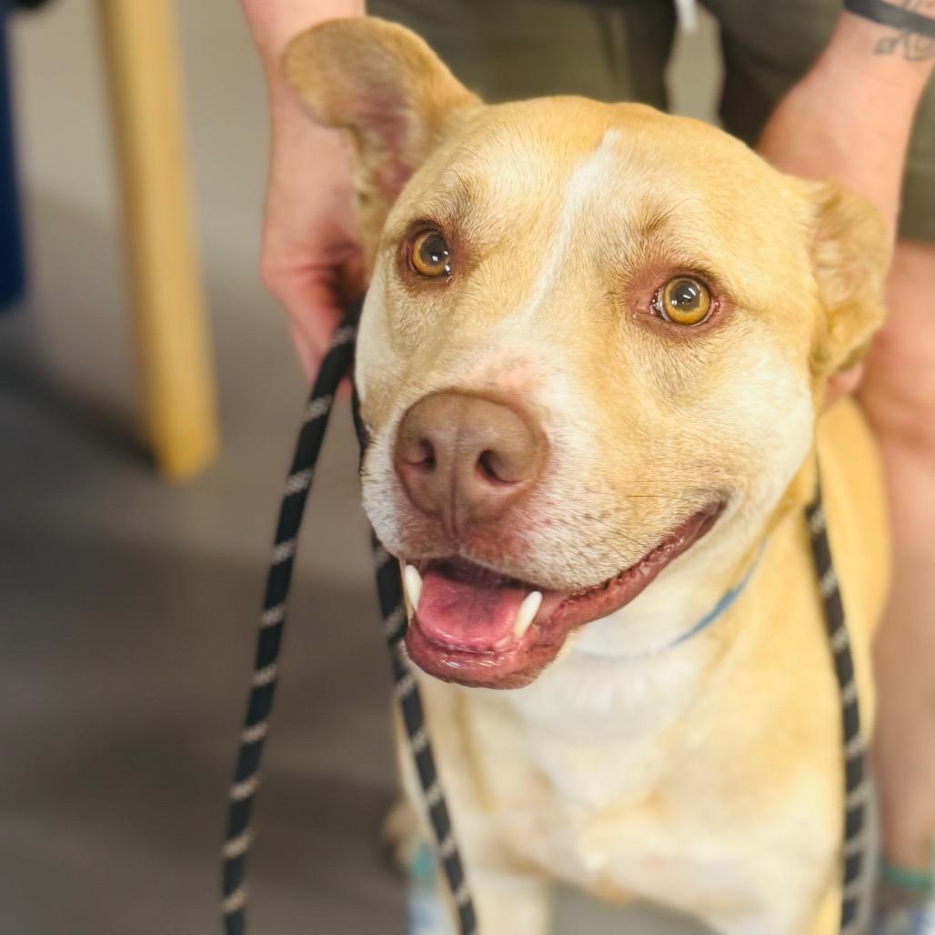 Carl, a Adoptable mixed breed in Peachtree City, GA image 3/4