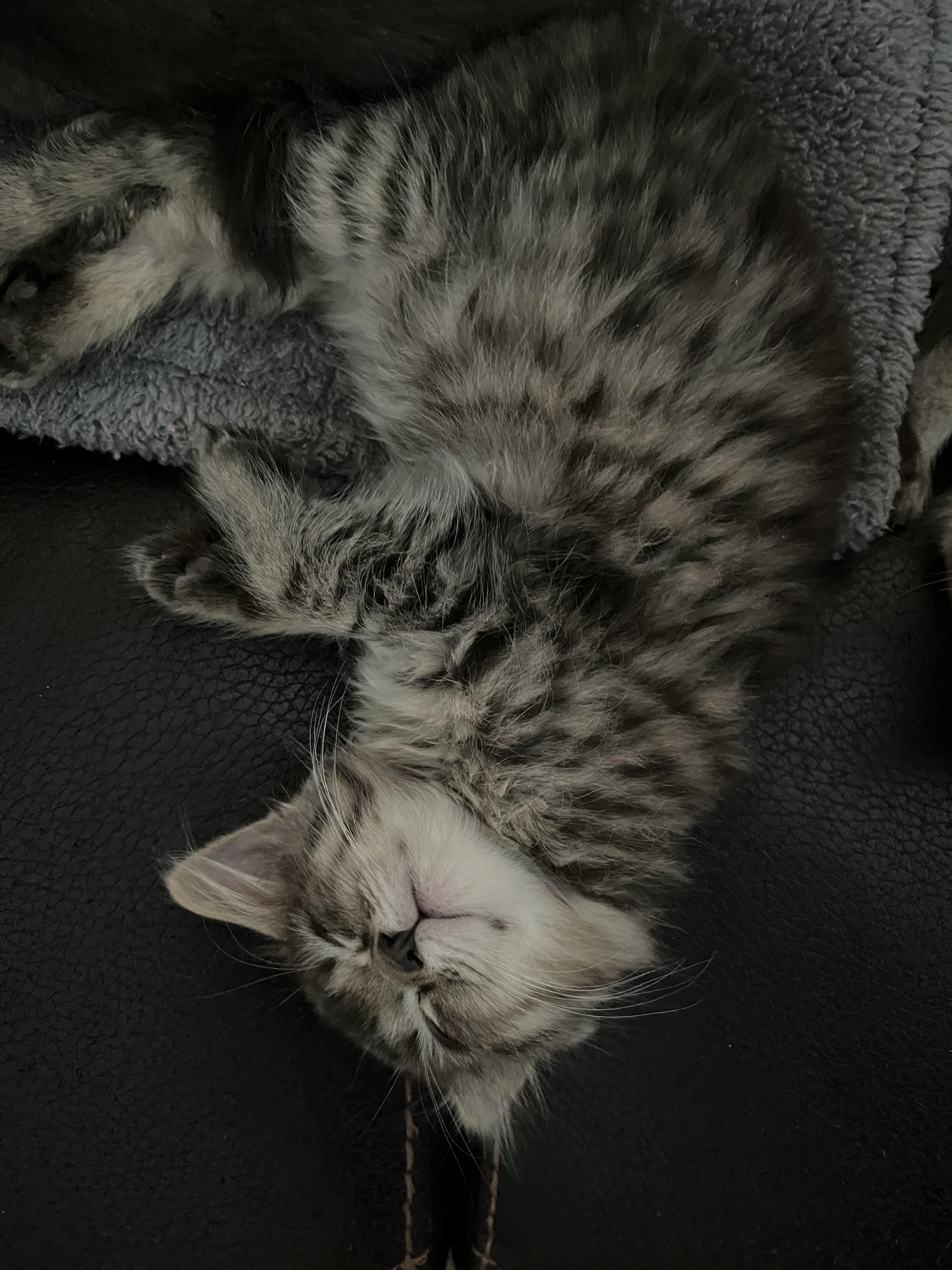 Enlarge Gingerbread , an adopted Domestic Medium Hair in Belchertown, MA image 2/6