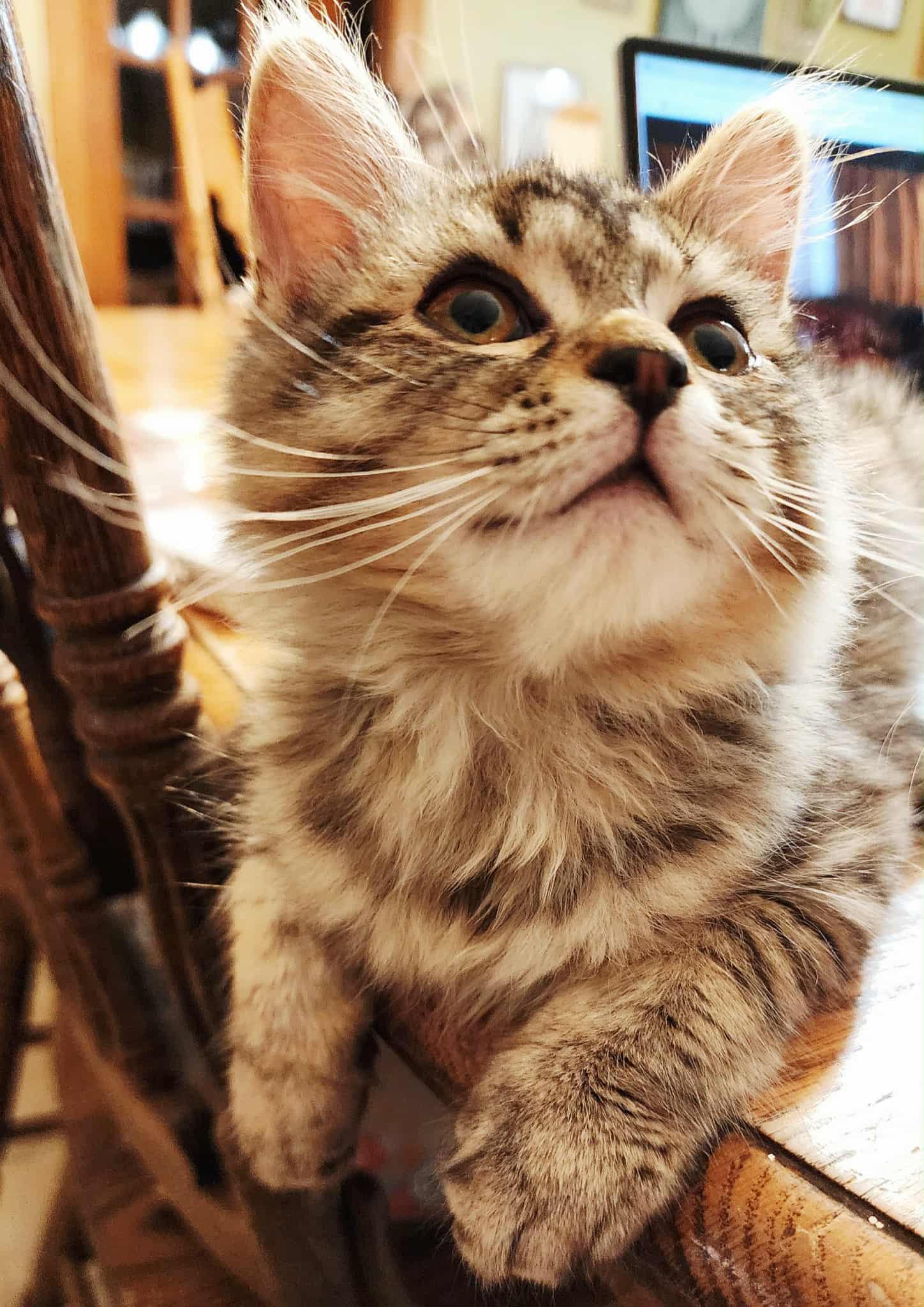 Gingerbread , adopted, Young Male Domestic Medium Hair.