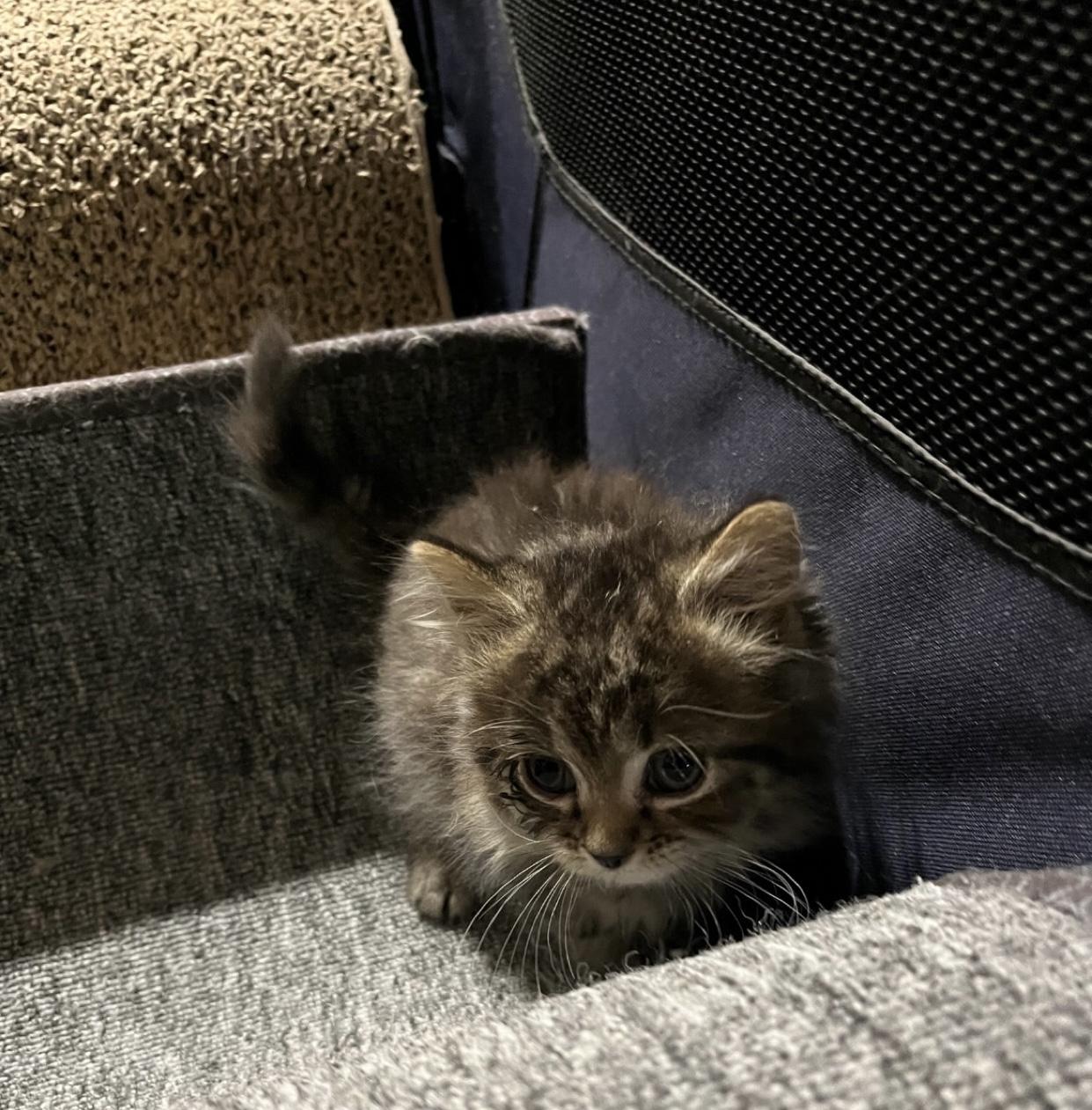 Enlarge Gingerbread , an adopted Domestic Medium Hair in Belchertown, MA image 6/6