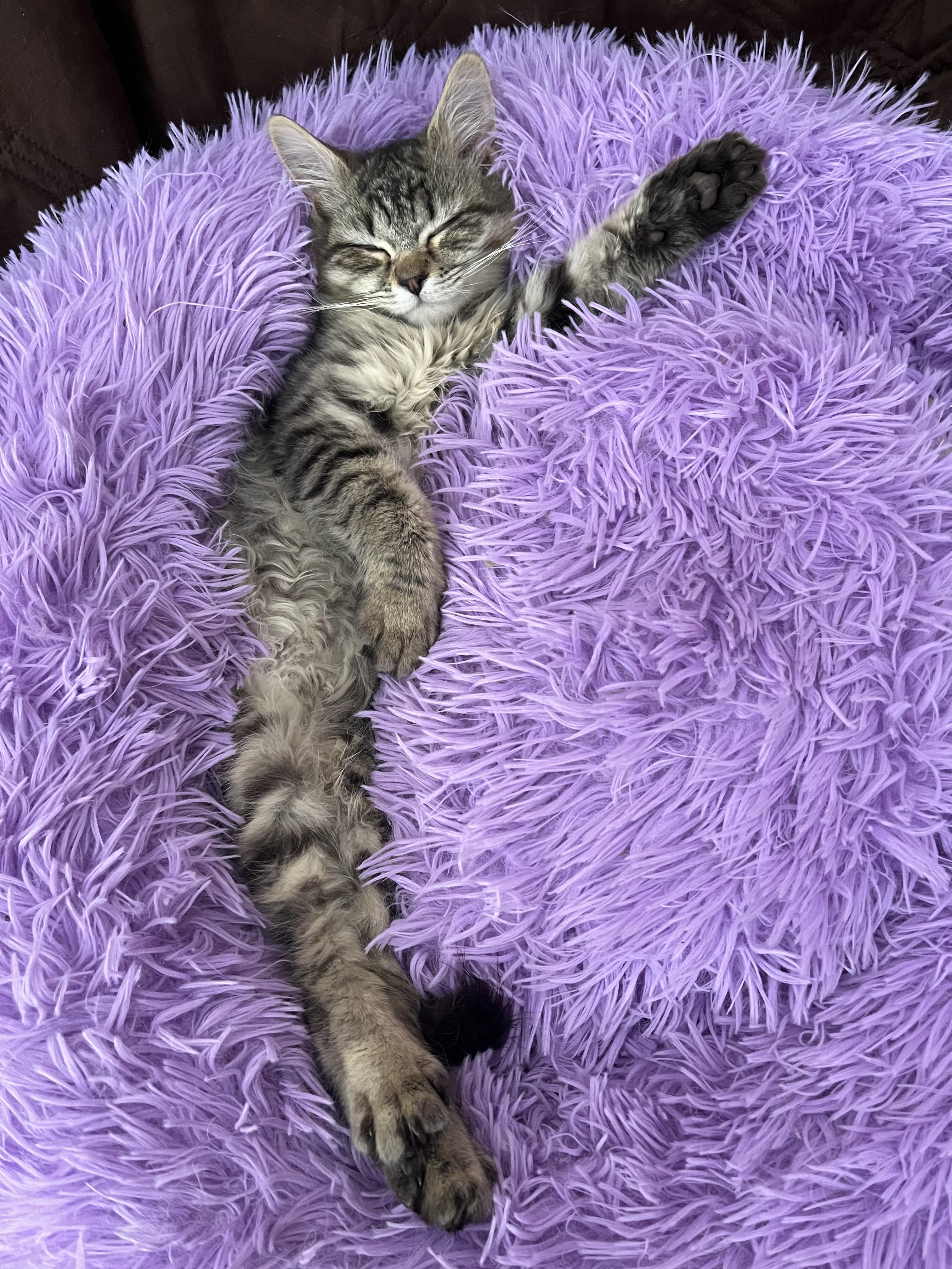 Enlarge Gingerbread , an adopted Domestic Medium Hair in Belchertown, MA image 5/6