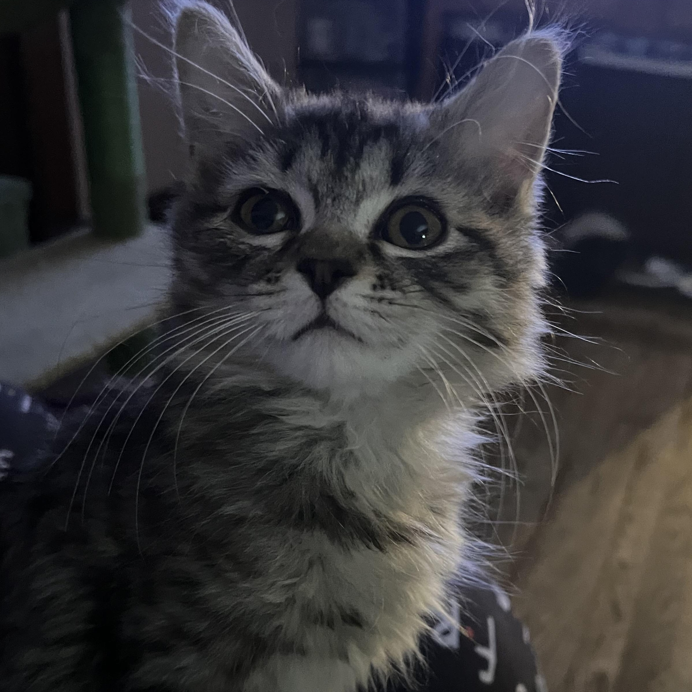 Enlarge Gingerbread , an adopted Domestic Medium Hair in Belchertown, MA image 3/6