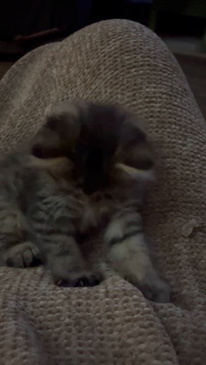 Enlarge Gingerbread , an adopted Domestic Medium Hair in Belchertown, MA video 4/6