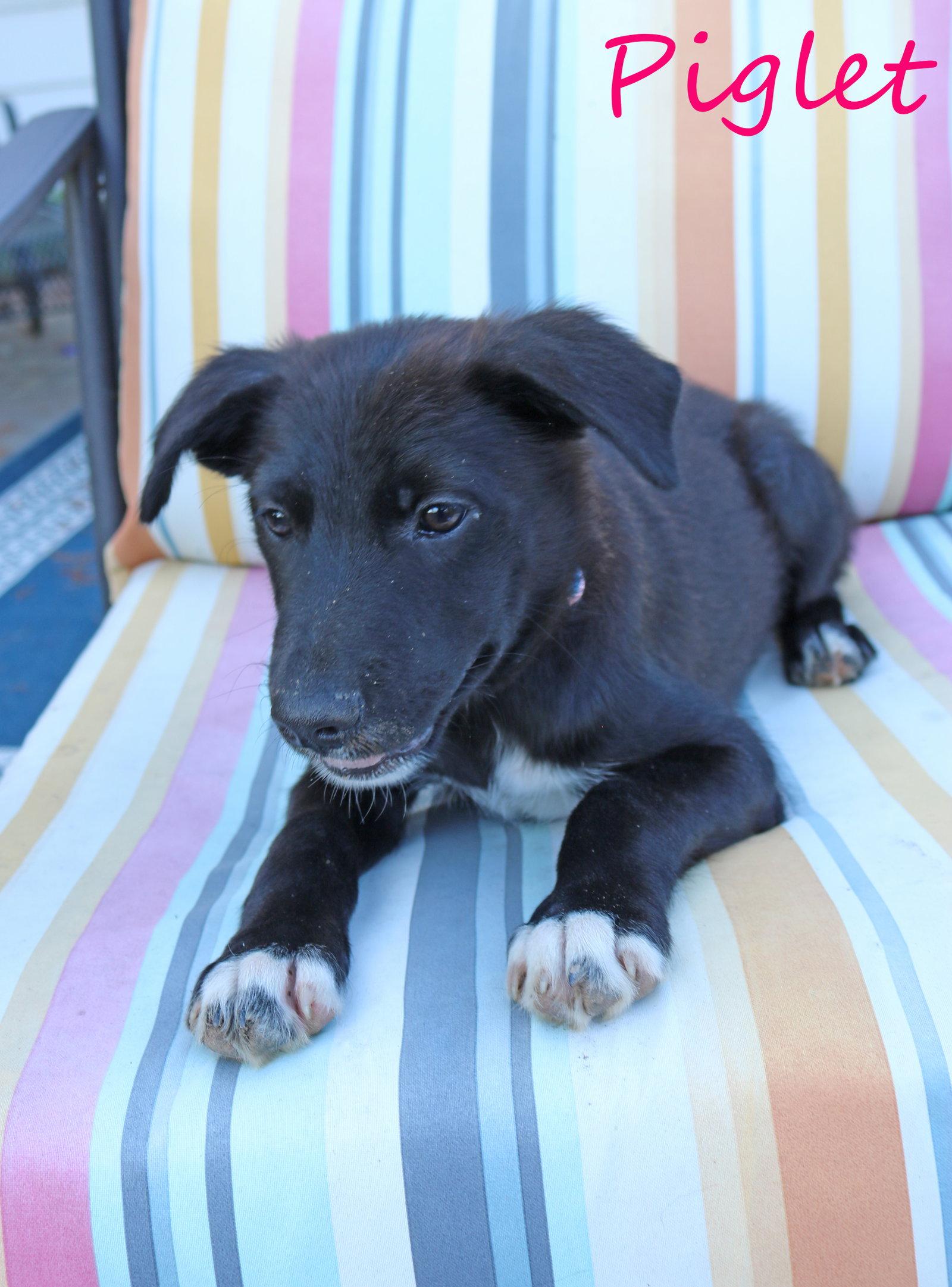 Enlarge Piglet 5AcreWood *LOCAL*, a Adoptable mixed breed in Wakefield, RI image 1/3
