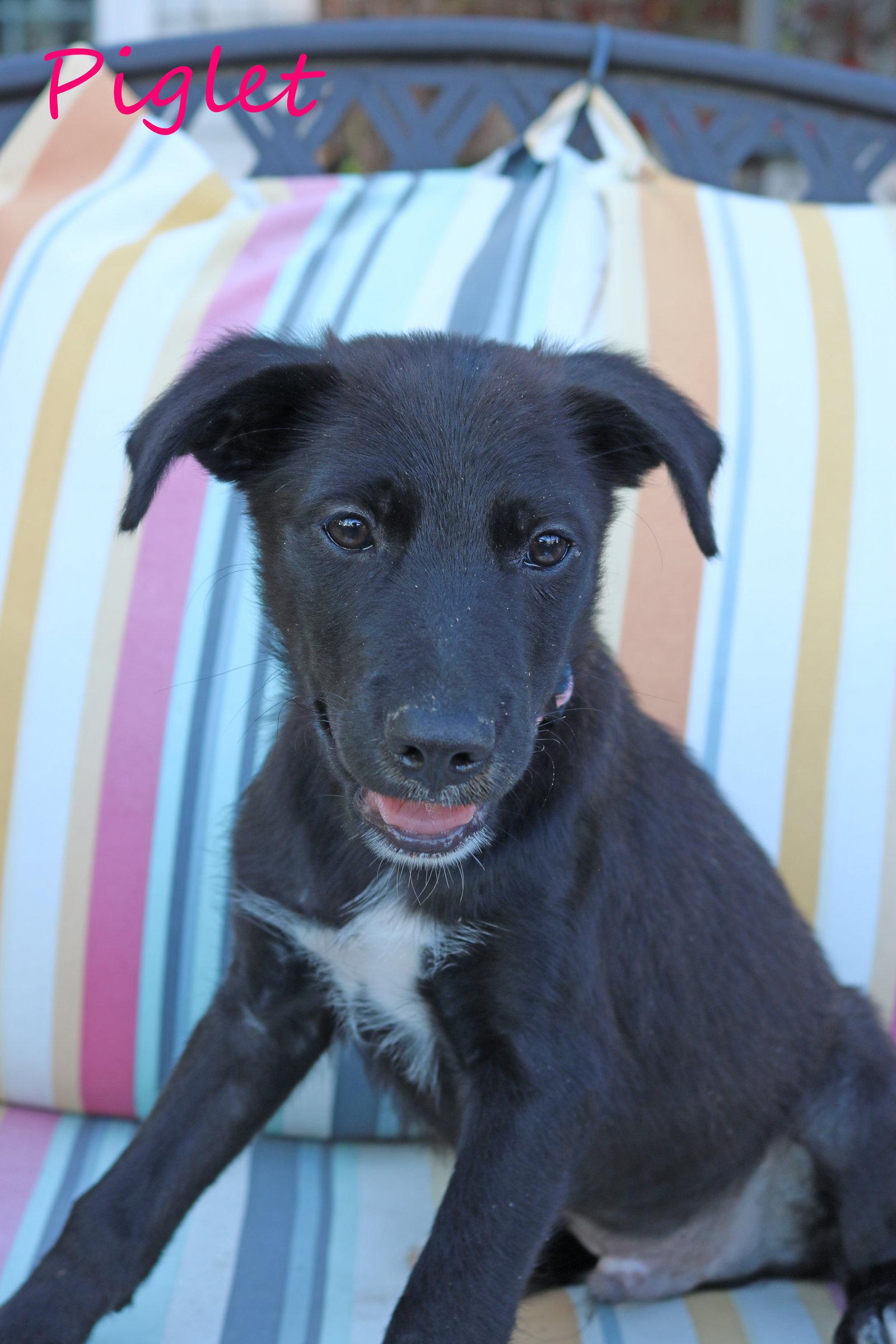 Enlarge Piglet 5AcreWood *LOCAL*, a Adoptable mixed breed in Wakefield, RI image 2/3