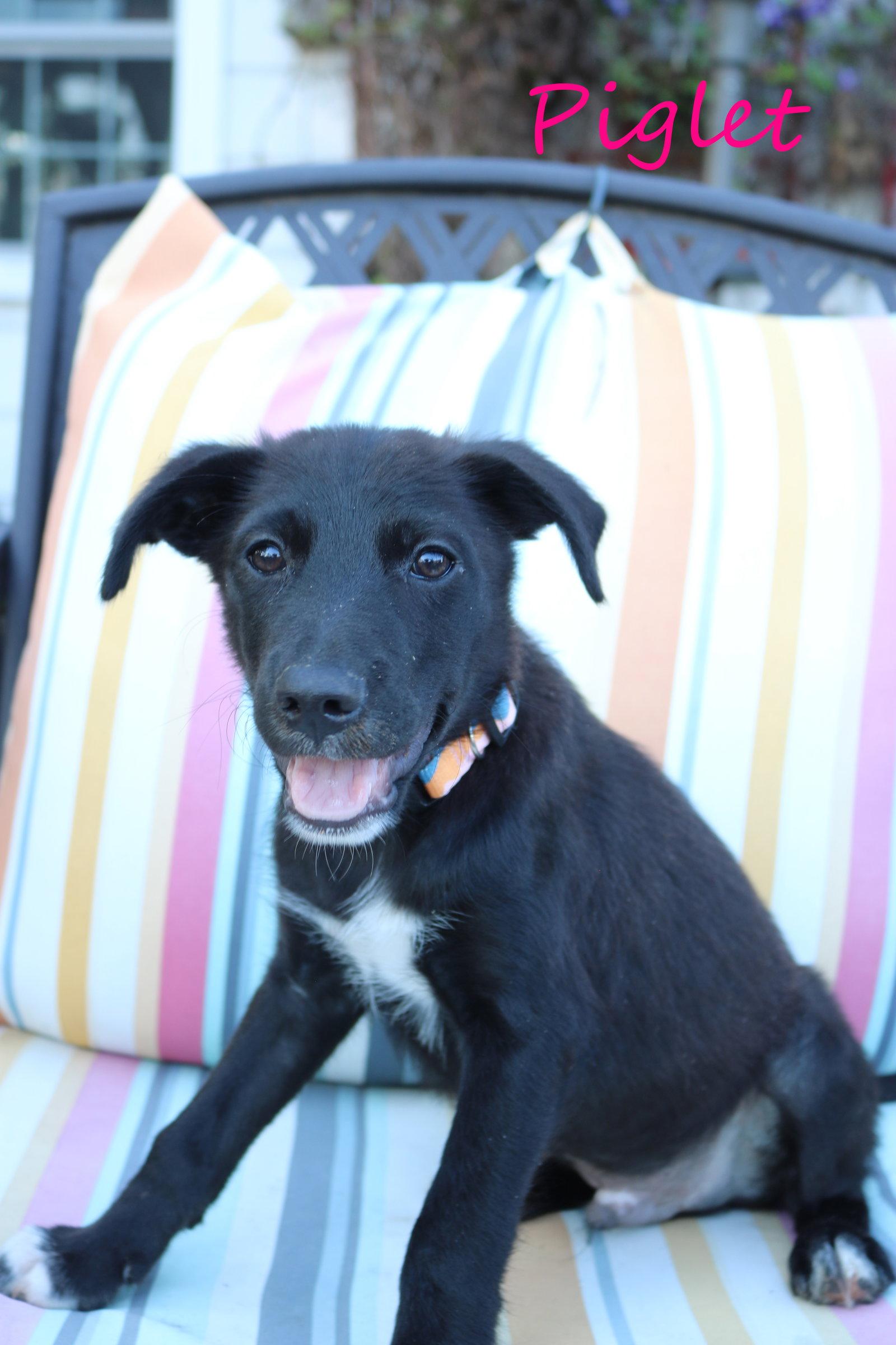 Enlarge Piglet 5AcreWood *LOCAL*, a Adoptable mixed breed in Wakefield, RI image 3/3