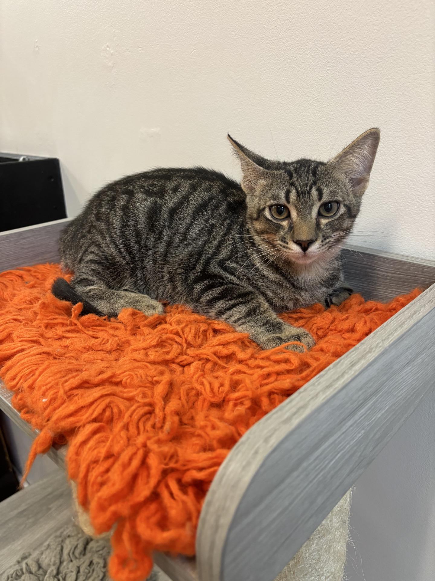 Enlarge Smith at Fat Cat Cafe, a Adoptable Domestic Short Hair in Tallahassee, FL image 2/6