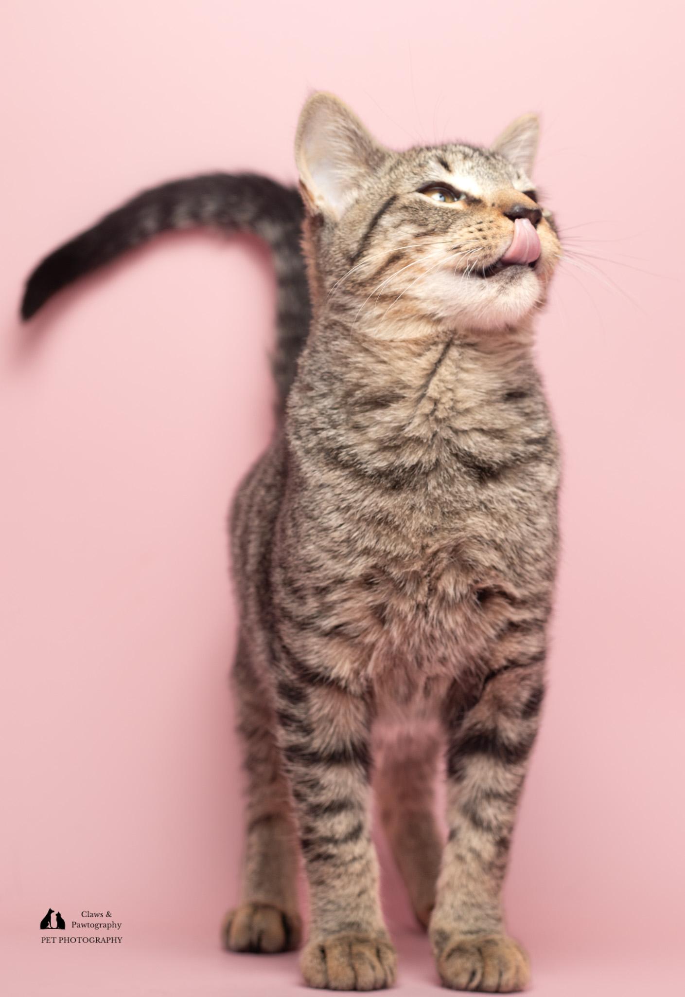 Enlarge Smith at Fat Cat Cafe, a Adoptable Domestic Short Hair in Tallahassee, FL image 6/6