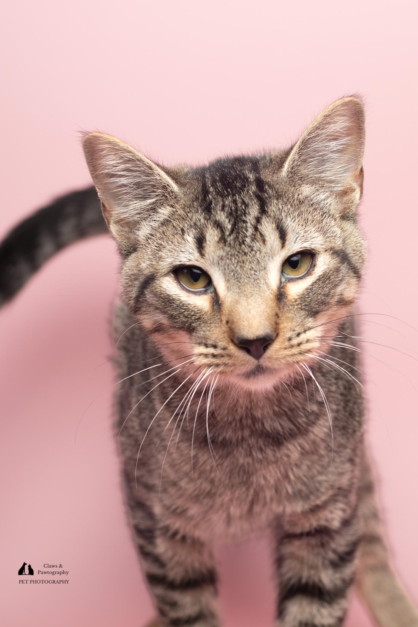 Enlarge Smith at Fat Cat Cafe, a Adoptable Domestic Short Hair in Tallahassee, FL image 3/6