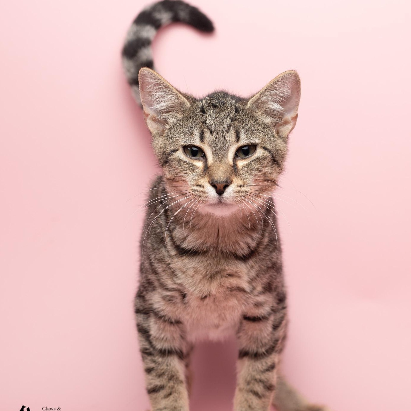 Smith at Fat Cat Cafe, Adoptable, Kitten Male Domestic Short Hair.