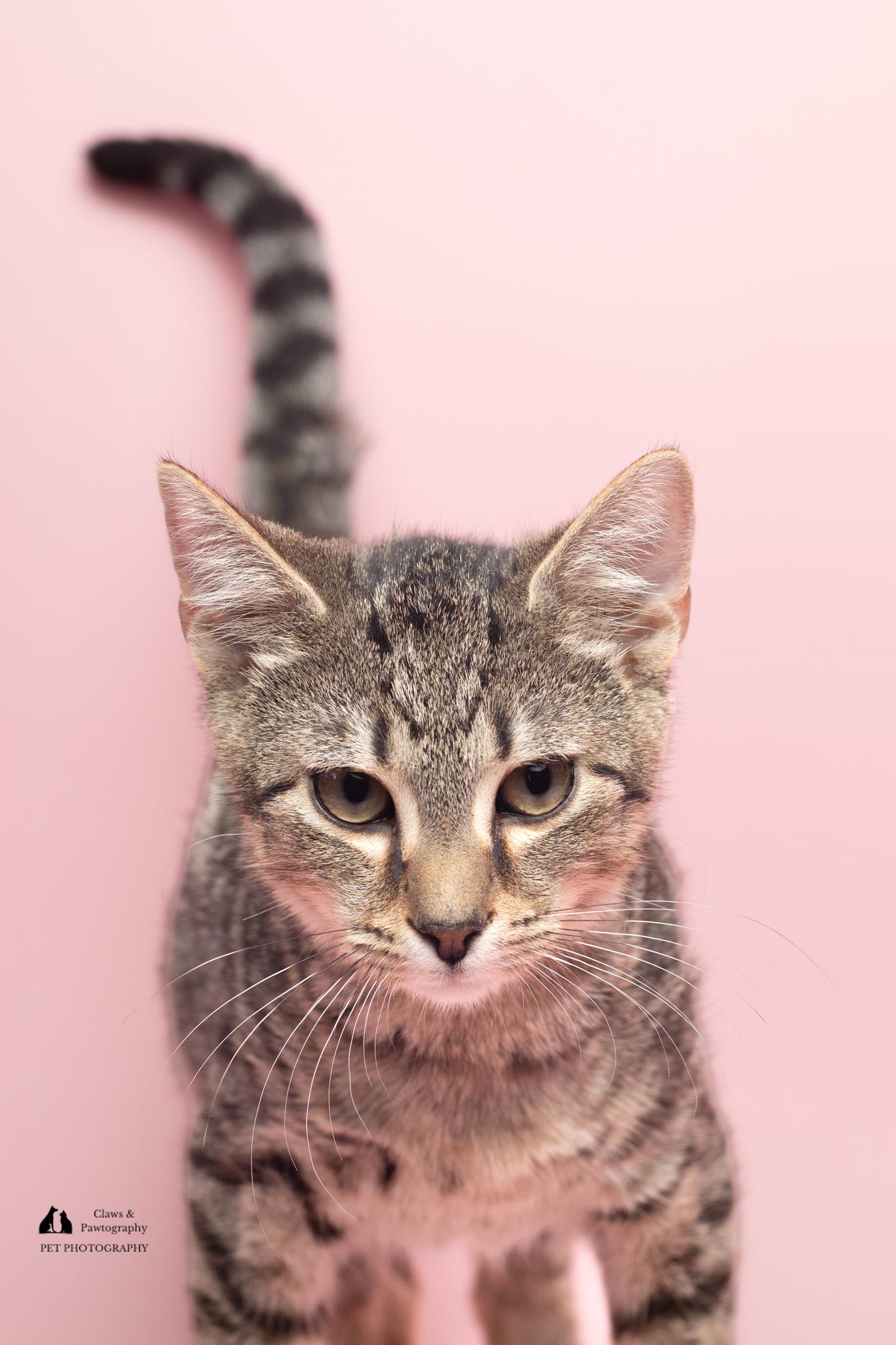 Enlarge Smith at Fat Cat Cafe, a Adoptable Domestic Short Hair in Tallahassee, FL image 4/6