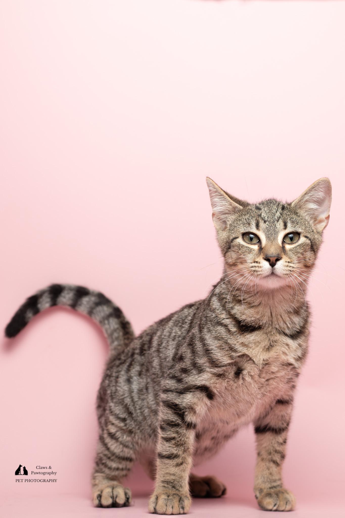 Enlarge Smith at Fat Cat Cafe, a Adoptable Domestic Short Hair in Tallahassee, FL image 5/6