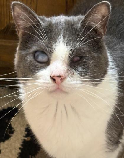 Whisper, Adoptable, Young Female Domestic Short Hair.