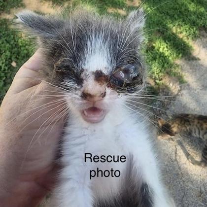 Enlarge Whisper, a Adoptable Domestic Short Hair in Fort Worth, TX image 1/3