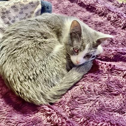 Enlarge Whisper, a Adoptable Domestic Short Hair in Fort Worth, TX image 2/3