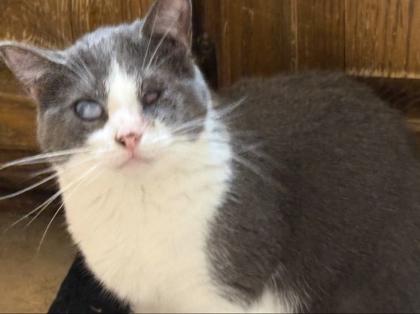 Enlarge Whisper, a Adoptable Domestic Short Hair in Fort Worth, TX image 3/3