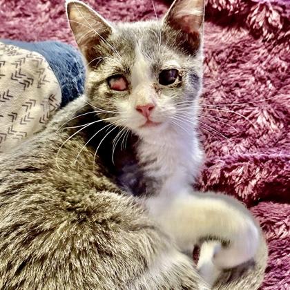 Enlarge Whisper, a Adoptable Domestic Short Hair in Fort Worth, TX image 3/3