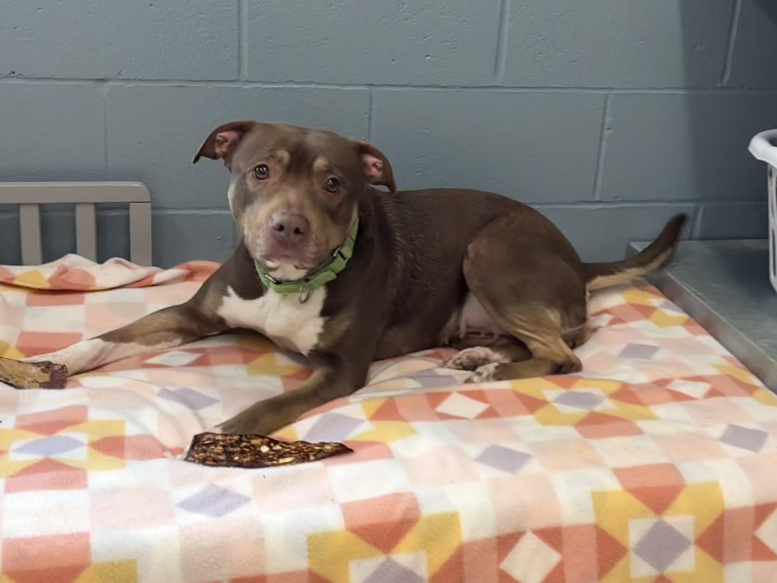 Stormy , ADOPTABLE, Adult Female Pit Bull Terrier.