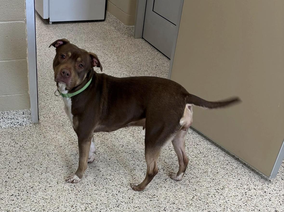 Enlarge Stormy , a ADOPTABLE mixed breed in Youngstown, OH image 4/4