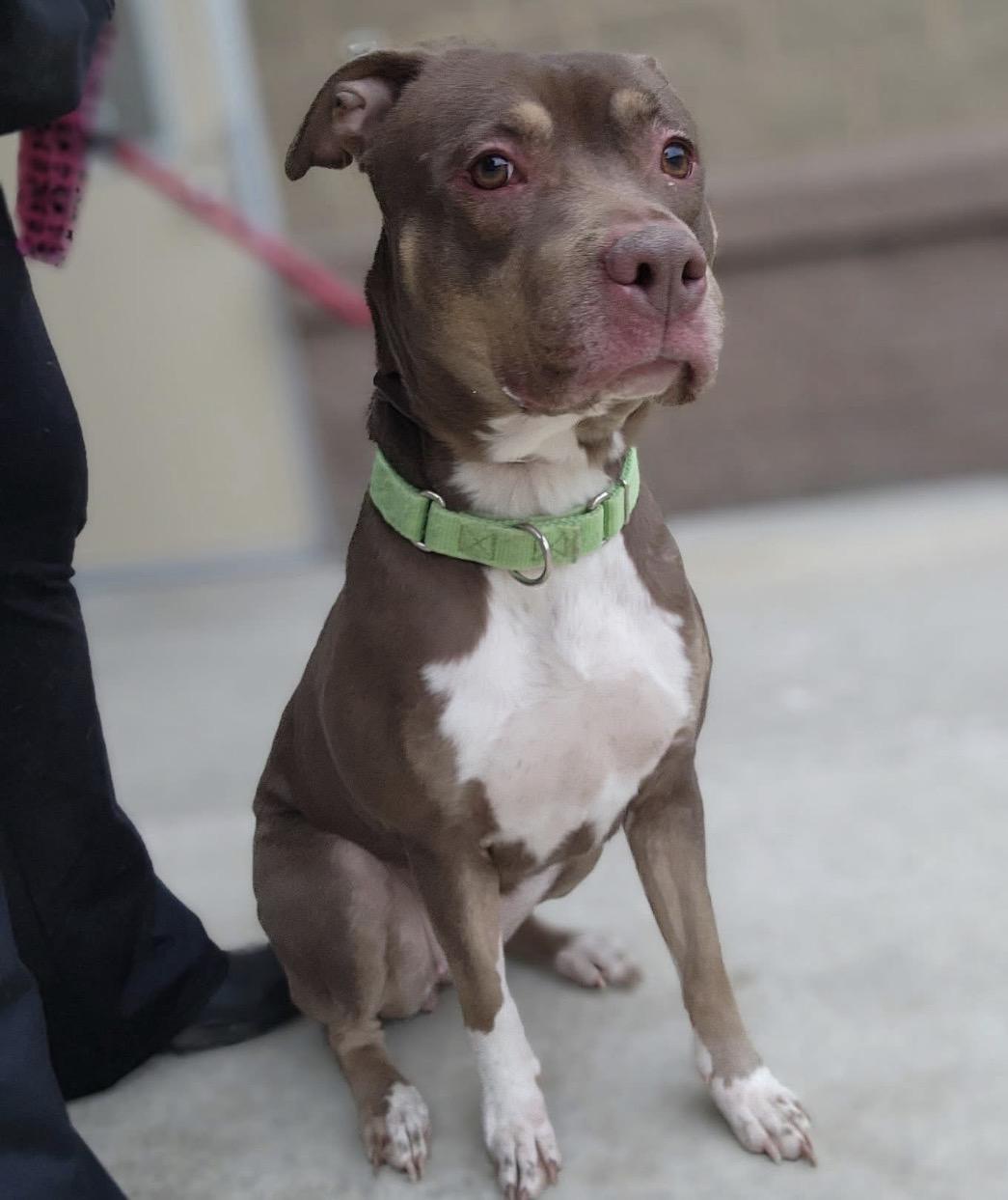 Enlarge Stormy , a ADOPTABLE mixed breed in Youngstown, OH image 3/4