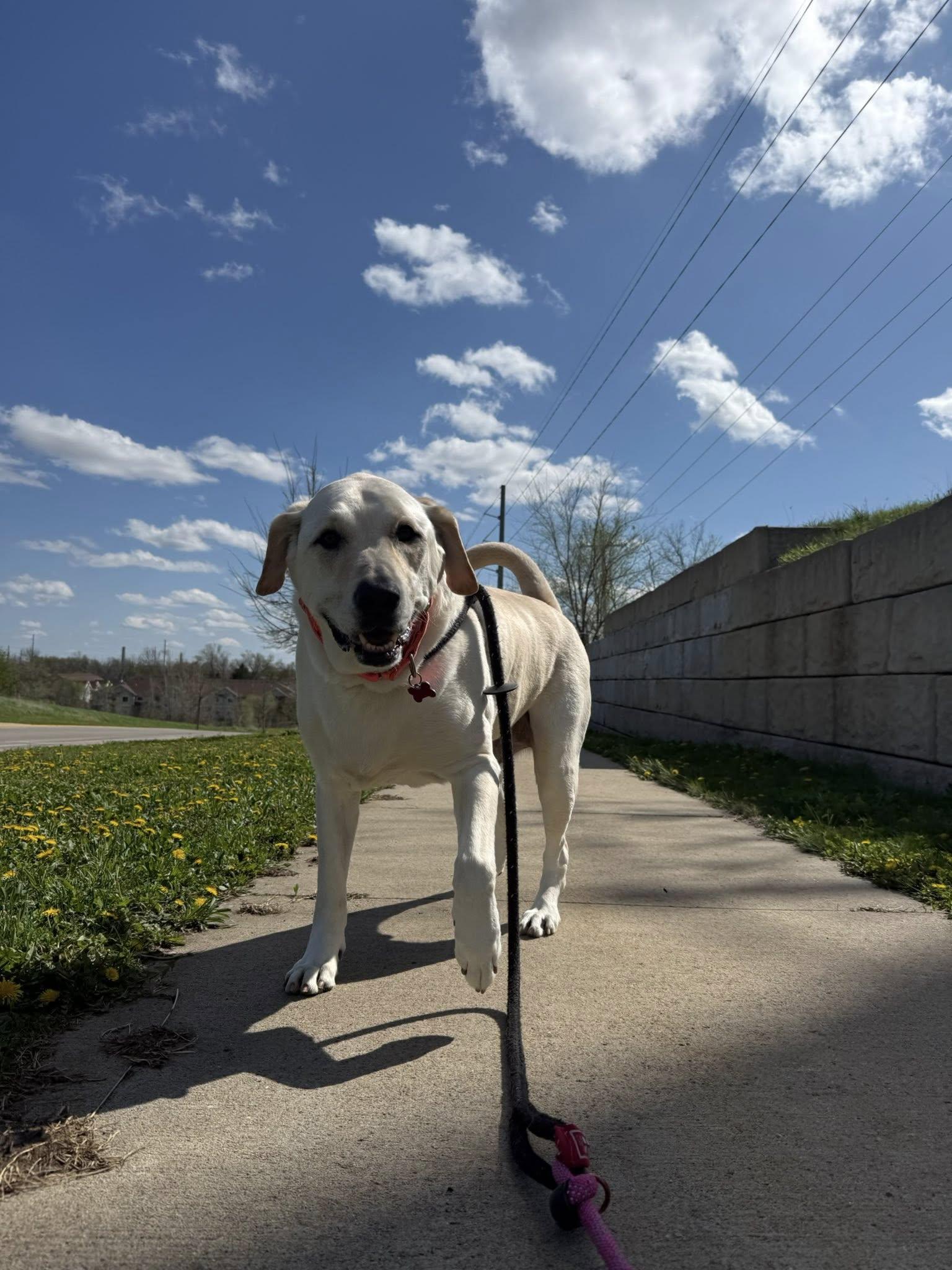 Enlarge Butter, a Adopted Labrador Retriever in Cedar Rapids, IA image 1/3