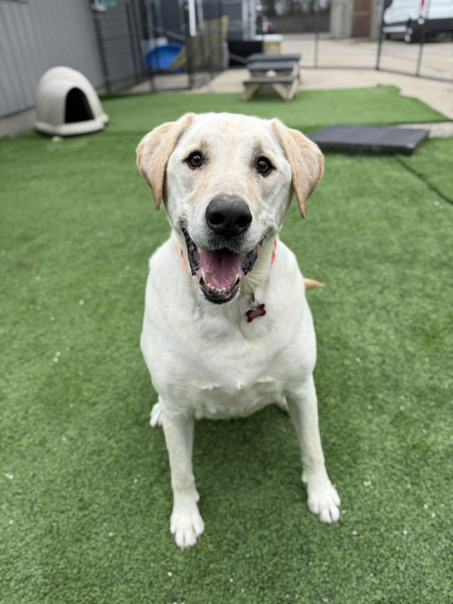 Enlarge Butter, a Adopted Labrador Retriever in Cedar Rapids, IA image 2/3