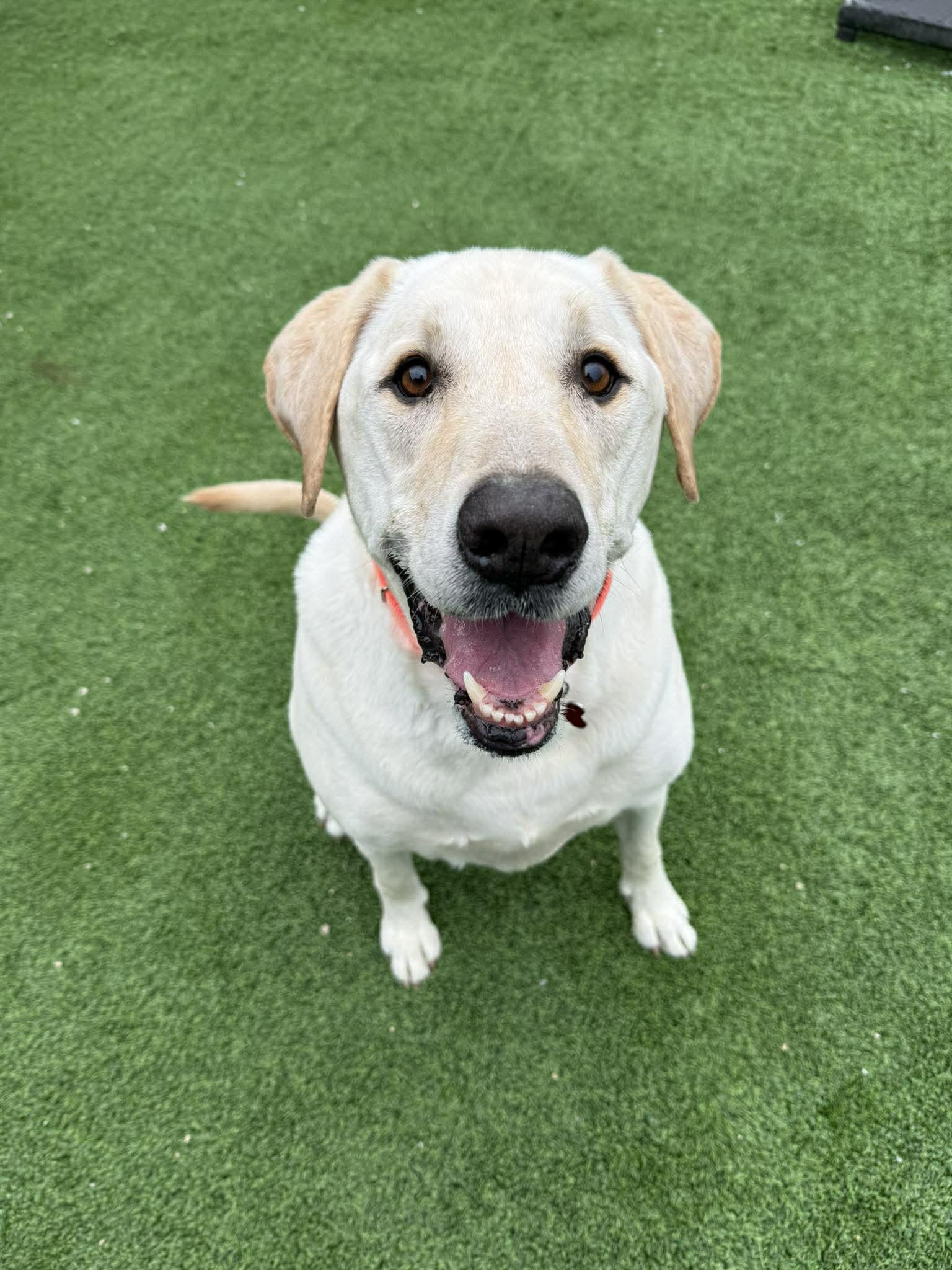 Enlarge Butter, a Adopted Labrador Retriever in Cedar Rapids, IA image 3/3