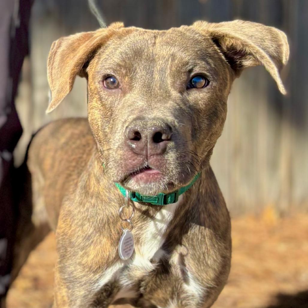 Topper, Adoptable, Young Male Pit Bull Terrier & Mixed Breed.