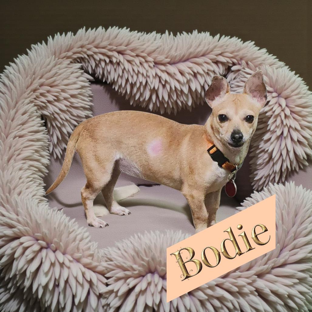 Bowie, Adoptable, Adult Female Chihuahua.