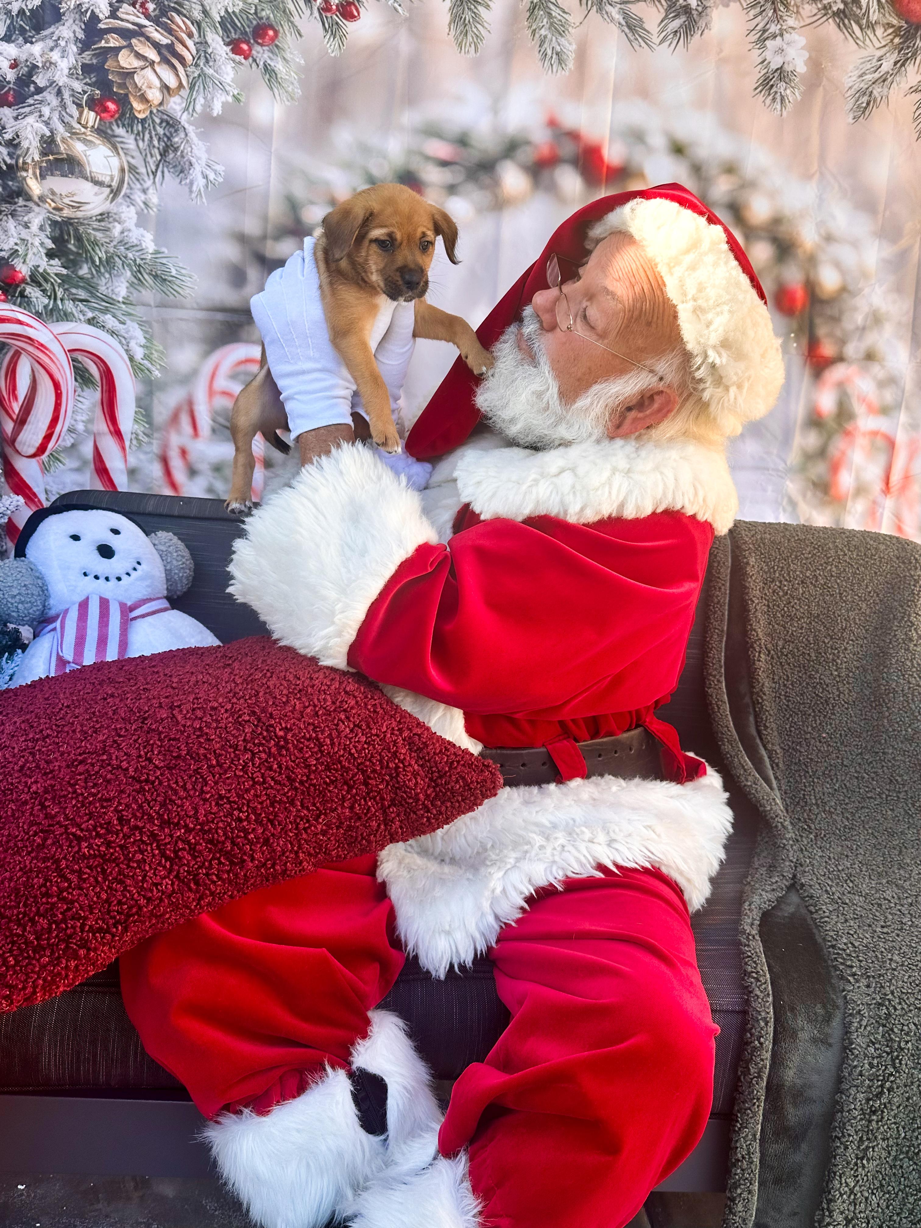 Enlarge Blitzen, a ADOPTABLE mixed breed in Santee, CA image 4/5