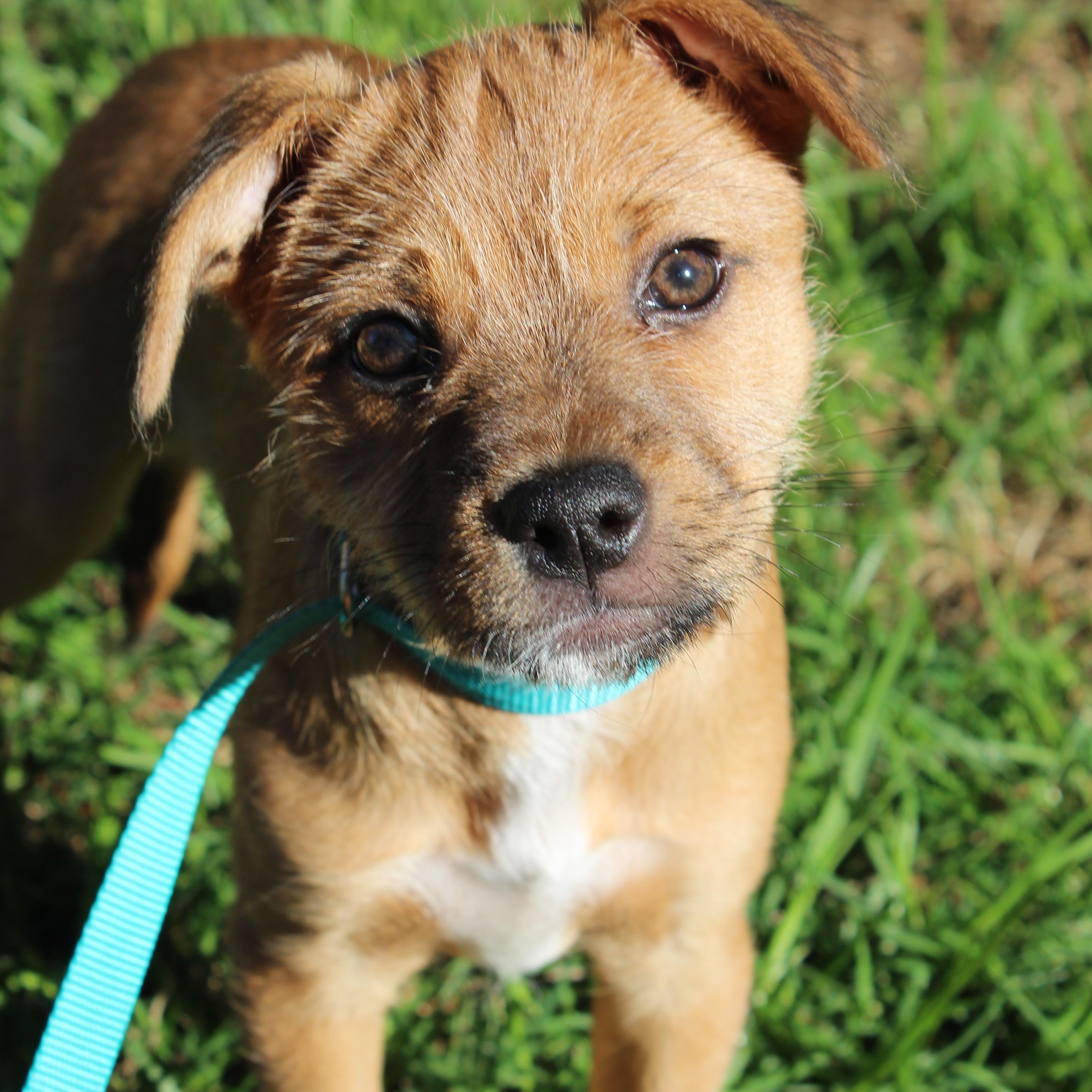 Enlarge Blitzen, a ADOPTABLE mixed breed in Santee, CA image 1/5