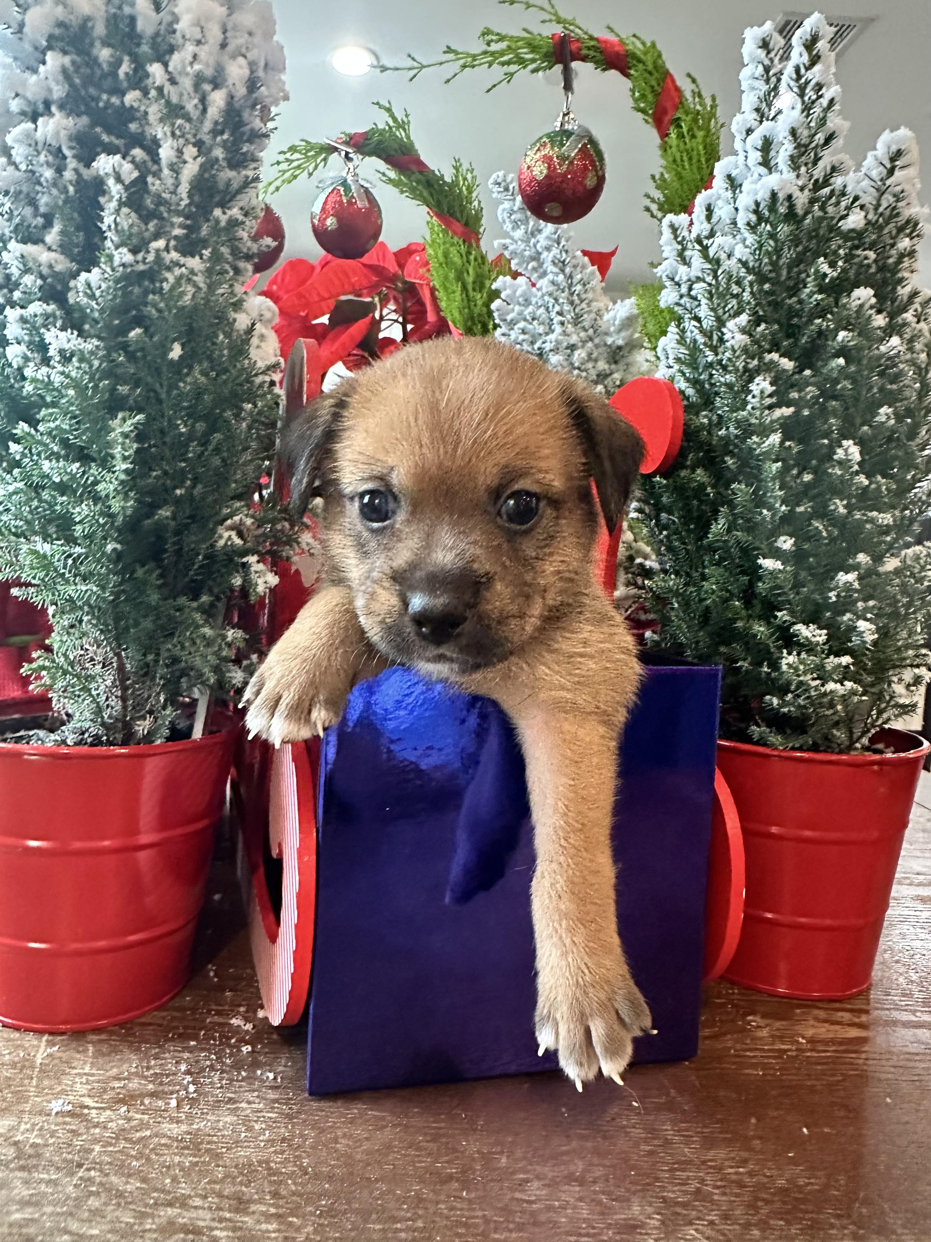 Enlarge Blitzen, a ADOPTABLE mixed breed in Santee, CA image 5/5