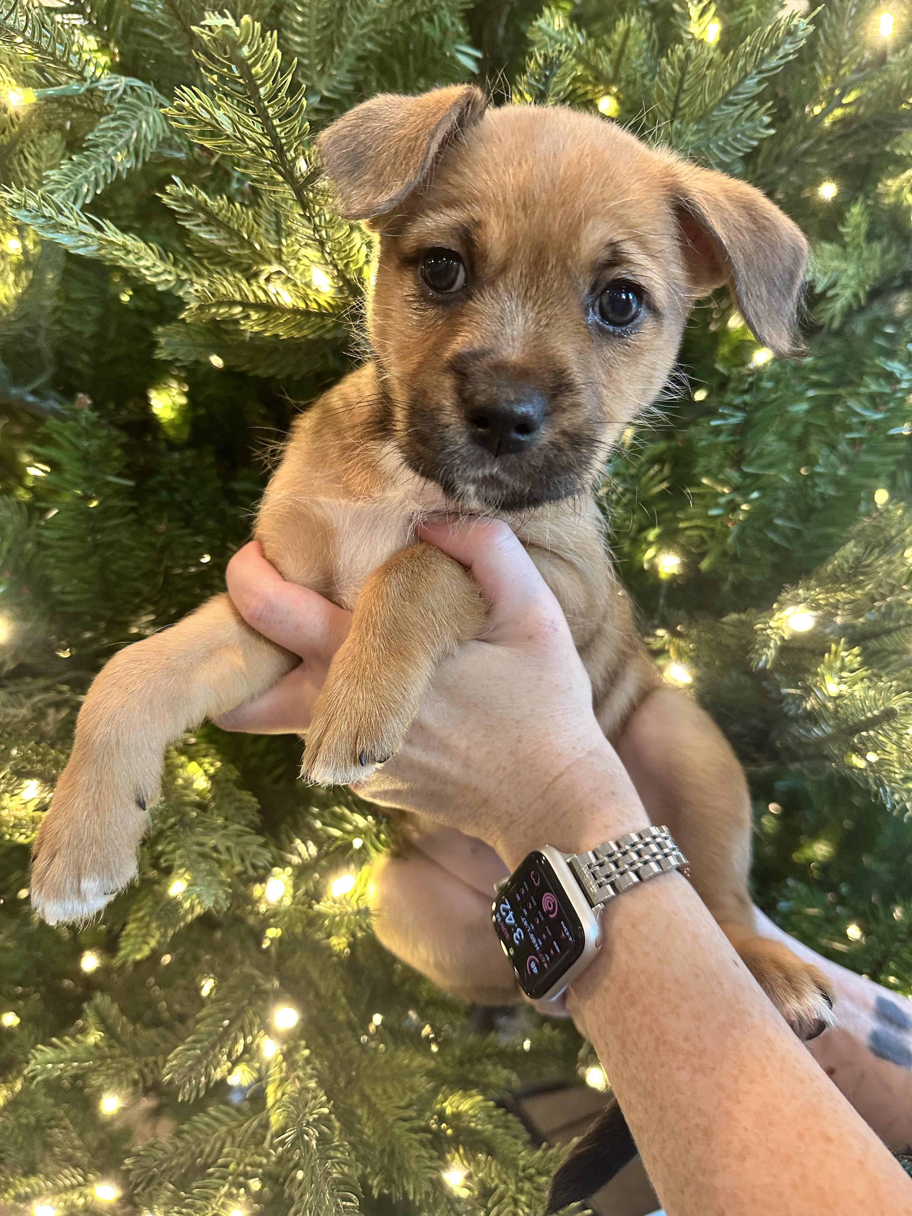 Enlarge Blitzen, a ADOPTABLE mixed breed in Santee, CA image 3/5